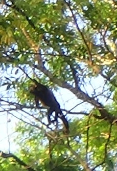 Howler monkey, Tortuguero Canal, Costa Rica