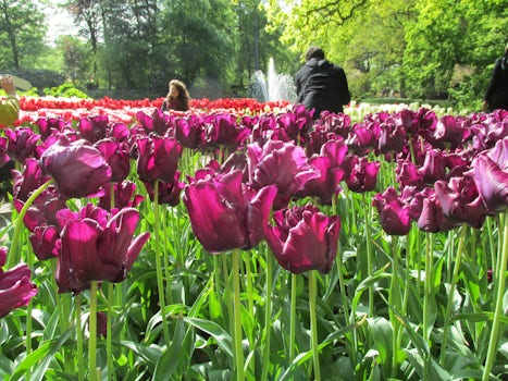 Some of the beautiful tulips in the Keukenhof Gardens.