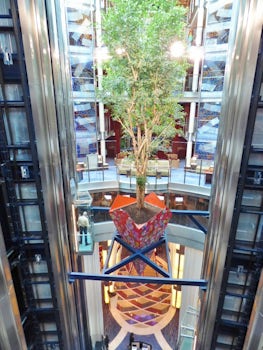 Living tree in lift area
