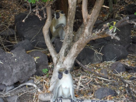 Monkeys at Ship wreck Beach in St. Kitts