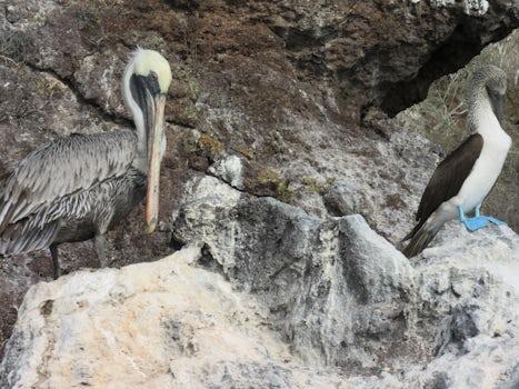Brown Pelican and Blue-Footed Booby