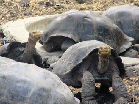 Domed Tortoises