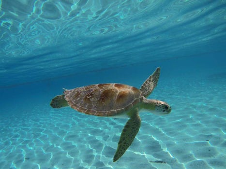 If the turtle we swim with in the Bahamas