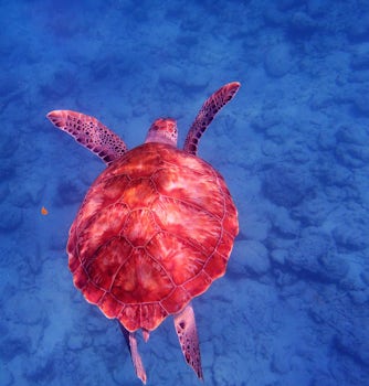 Sea turtle in Barbados