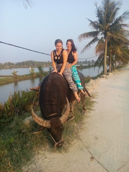 Riding on a water buffalo to discover Hoi an countryside tour.