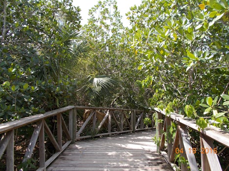boardwalk through mangroves - Lucayan National Park