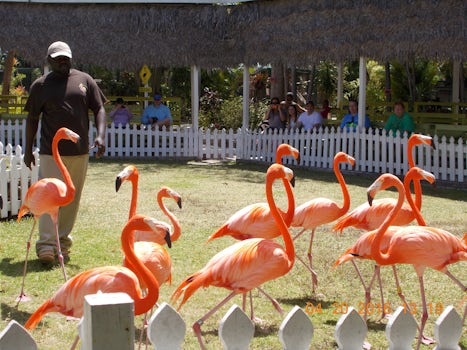 flamingo show at Ardastra Gardens - Nassau