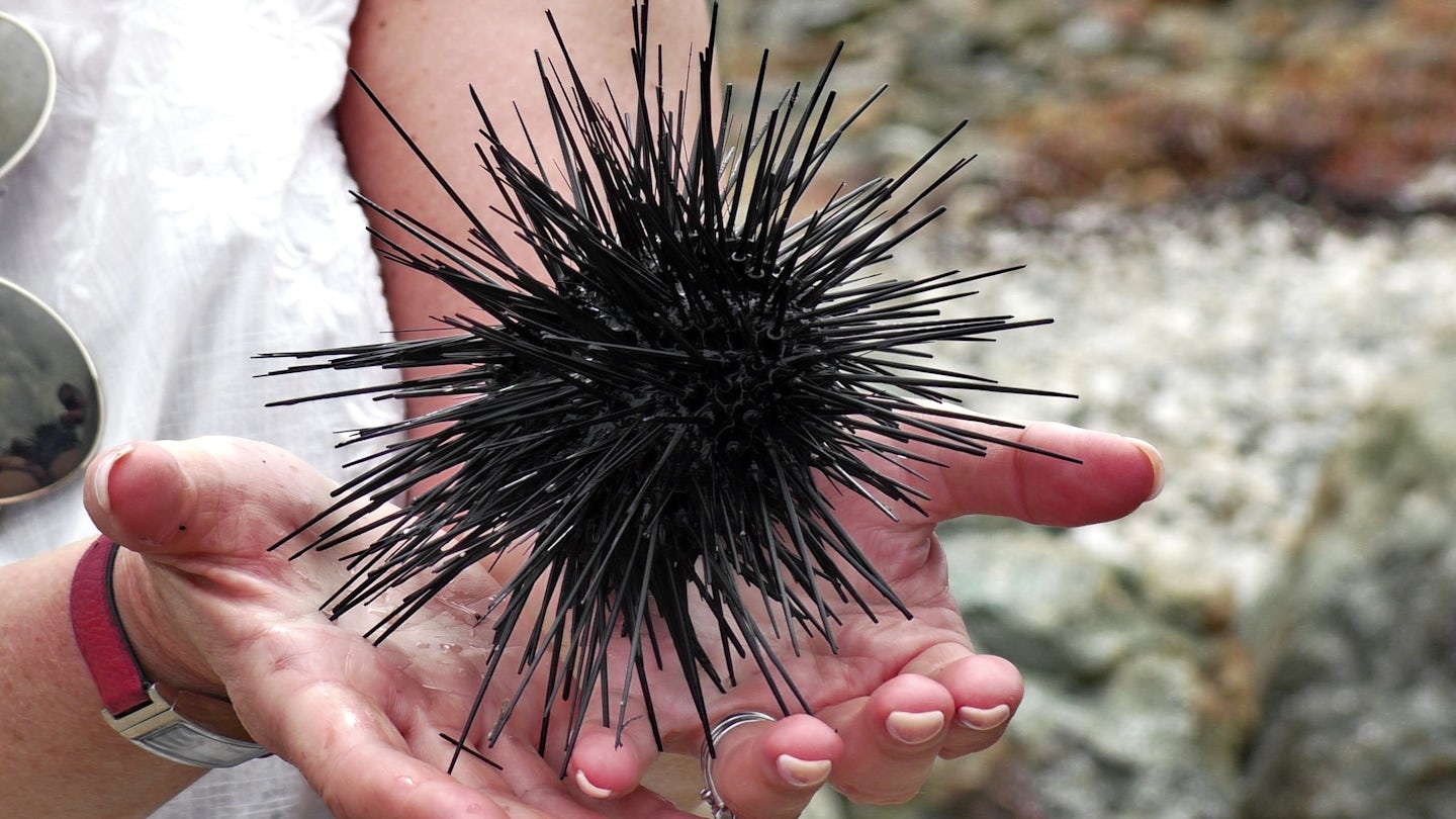 Spiney sea urchin.