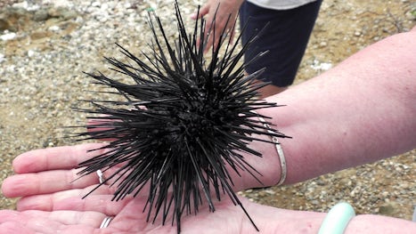 Spiney sea urchin.