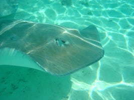 4 ft wide Sting Ray on private snorkel excursion at Bora Bora.  WE hired a private boat for two hours.