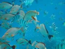Schools of fish on Ship sponsored one hour excursion at Rangiroa.