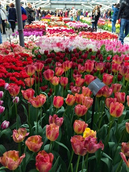 The greatest flower show on earth of blooming tulips in the green houses