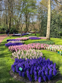 Flower lined footpaths of Keukenhof Gardens