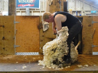 Sheep shearing in Dunedon, NZ