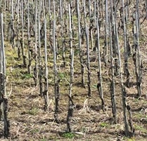 Mosel Heart - the way vines are pruned and shaped for the winter after a "fruitful" harvest