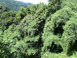 View of the jungle for the hanging bridge