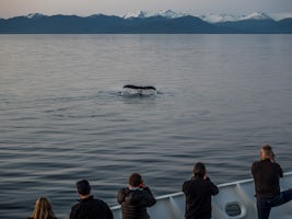 Humpback whale entertaining us.