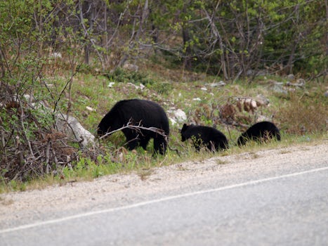 Mother Bear and two cubs crossing the road in Canada BC (driving from Skagway)
