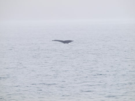 This the the tail of a humpback as it begins a deep dive (Seward)