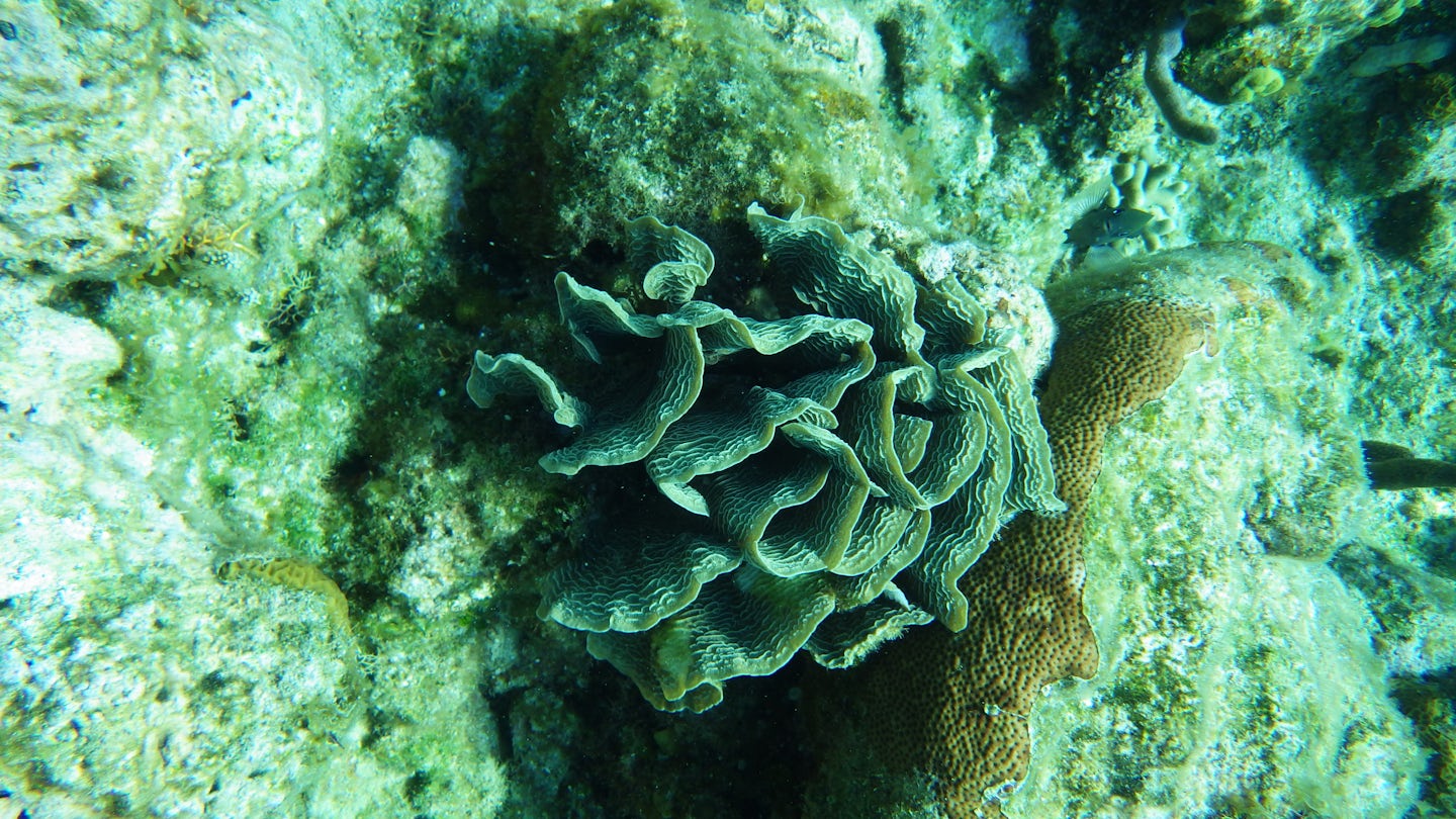 Beautiful Roatan coral
