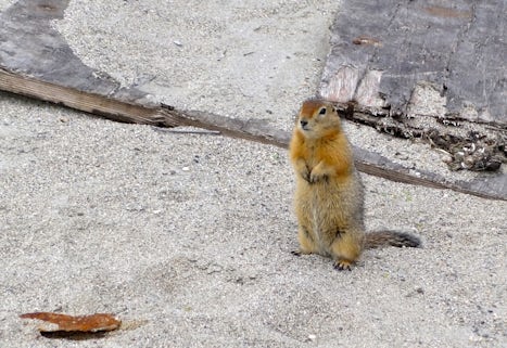 arctic squirrel adopts meerkat pose