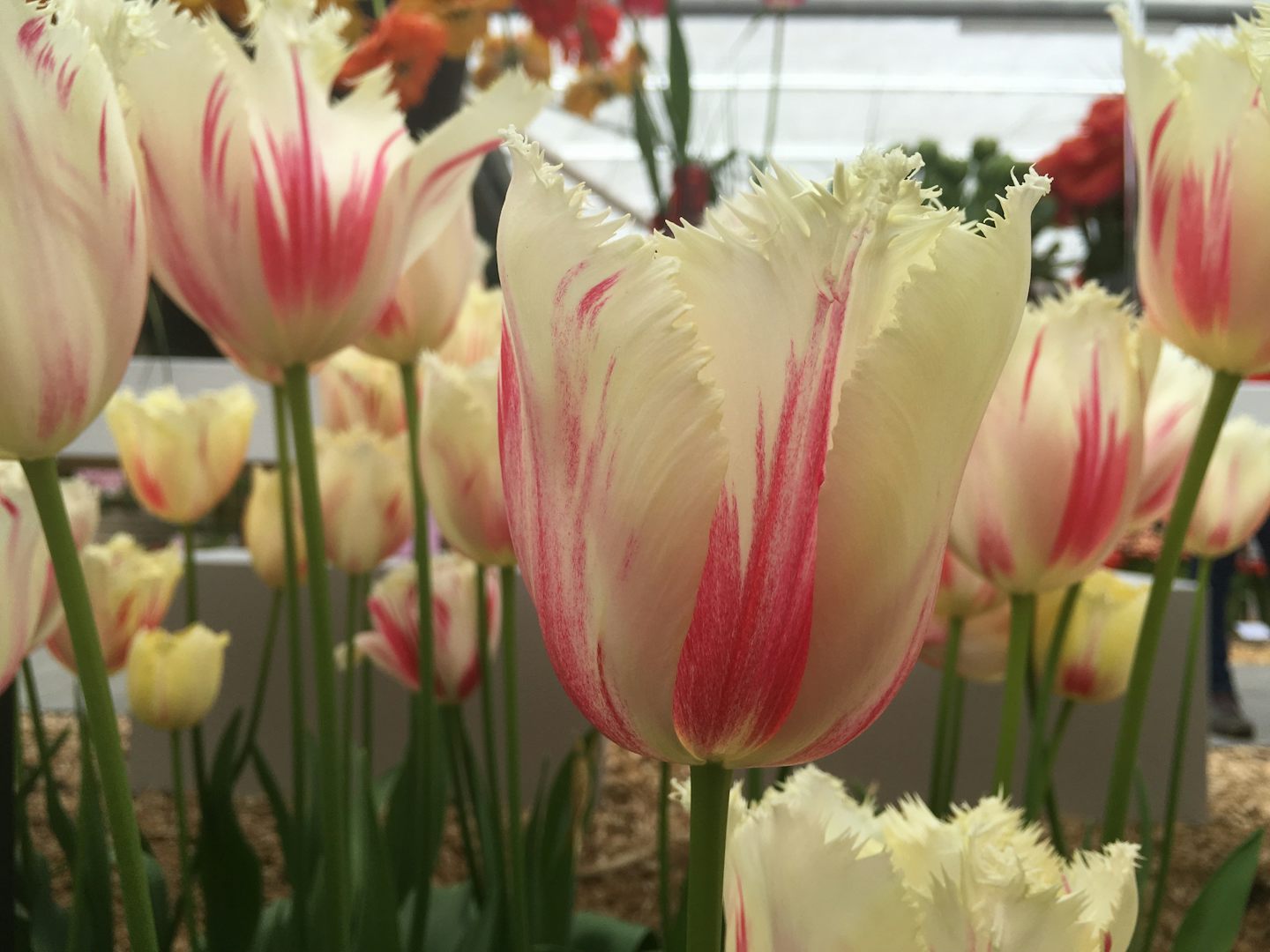 Such beautiful tulips at Keukenhof May 2 2016