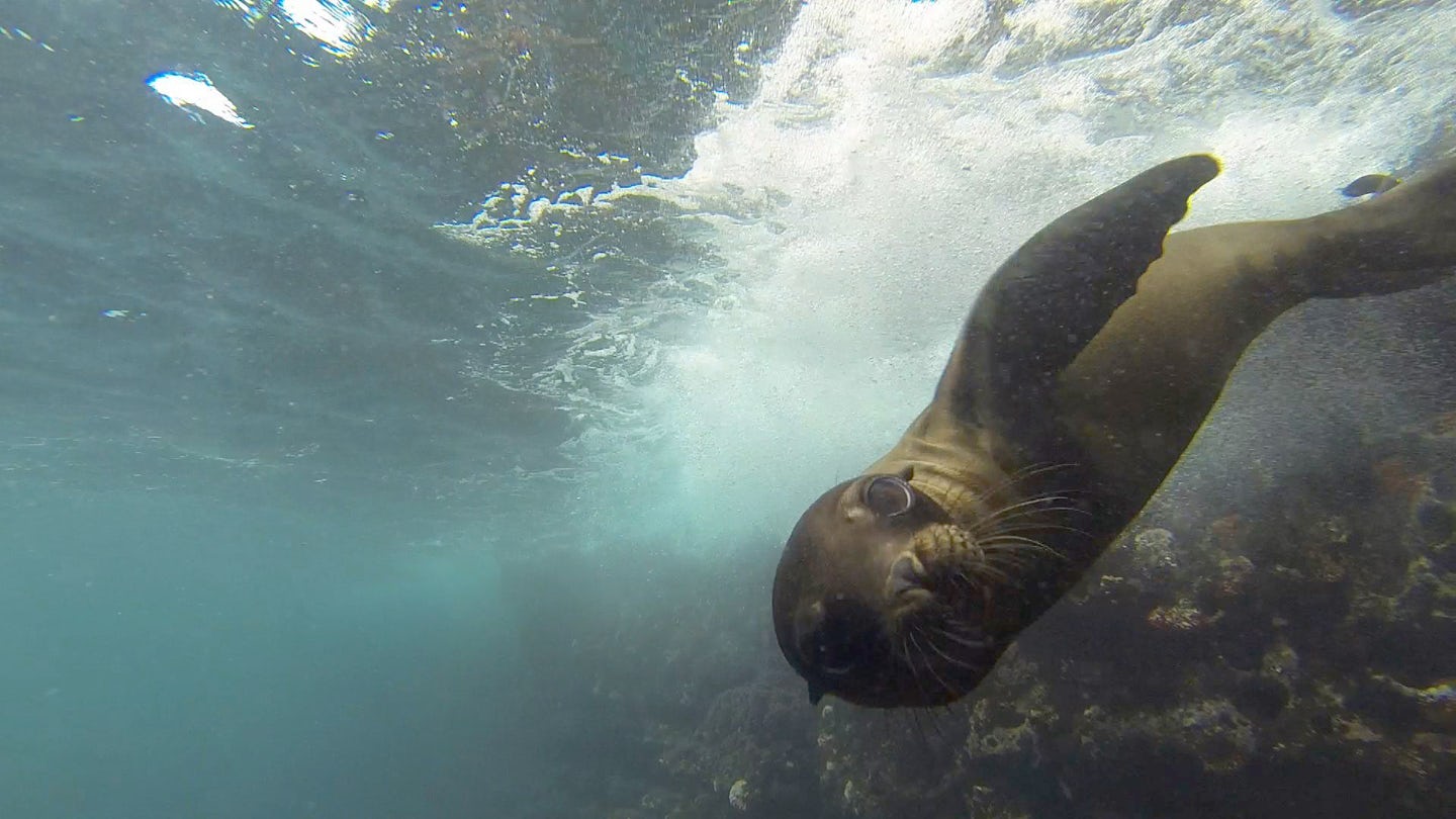 Curious baby sea lion checks us out in the Galapagos!