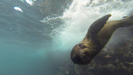 Curious baby sea lion checks us out in the Galapagos!
