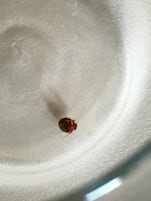 Live mature bed bug found in our room.