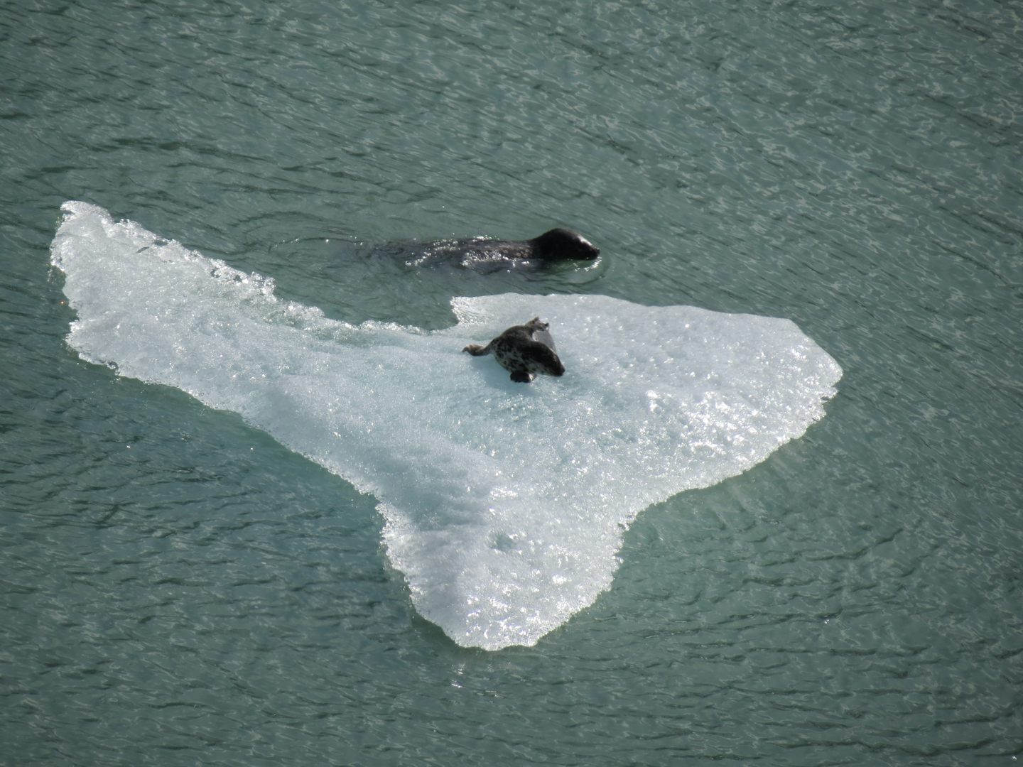 Seals at Tracy Arm Fjord