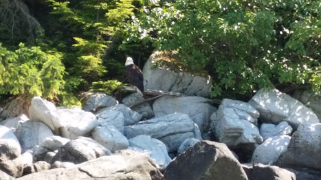 Eagle as seen from our ocean rafting excursion, Skagway