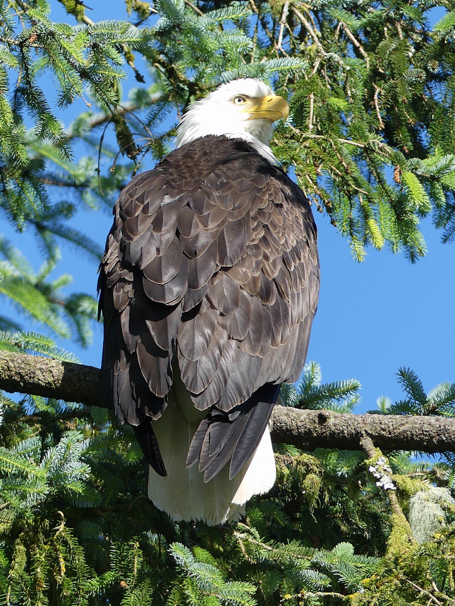 Bald eagle in Nature Sanctuary excursion, Ketchikan