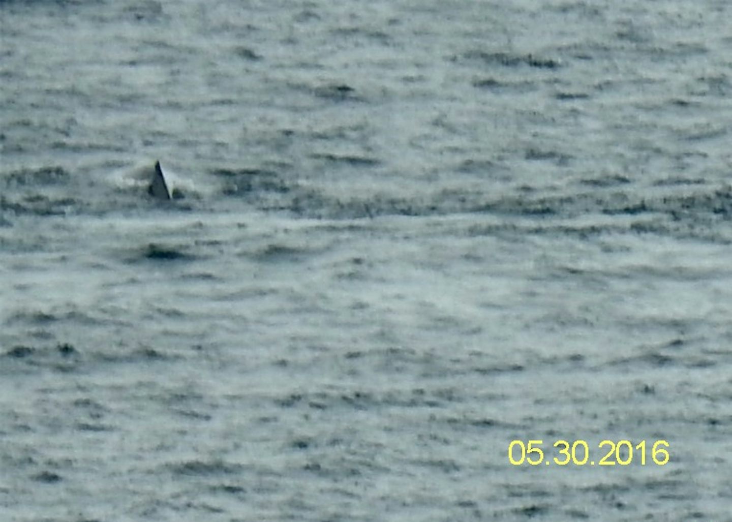 Orcas as seen from our balcony