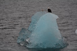 An Eagle on an Iceberg