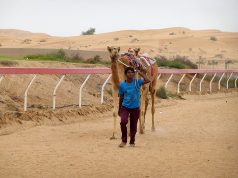 This is a Camel Racetrack in Dubai.  Some of the camels had a robot riders for training runs.  It was so interesting to watch.