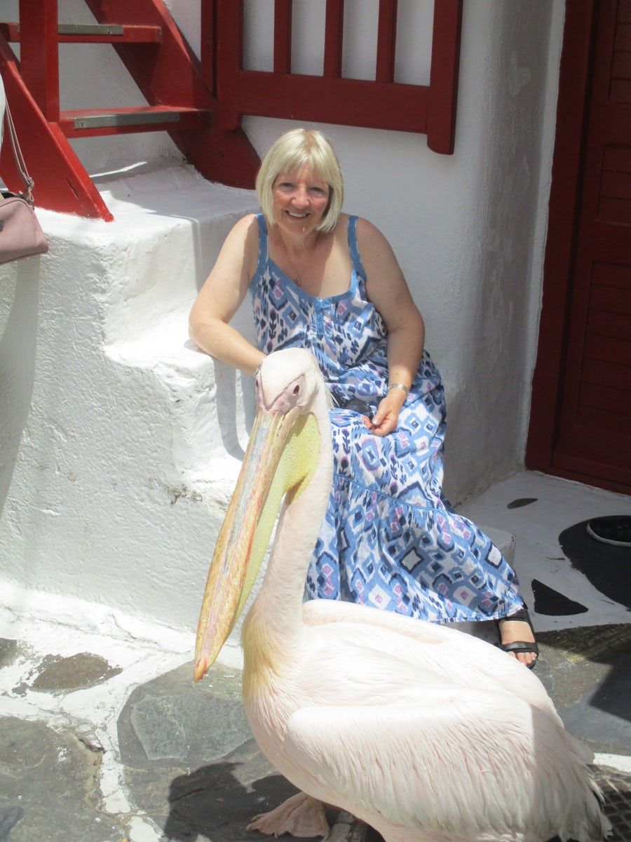 Peter the Pelican in Mykonos