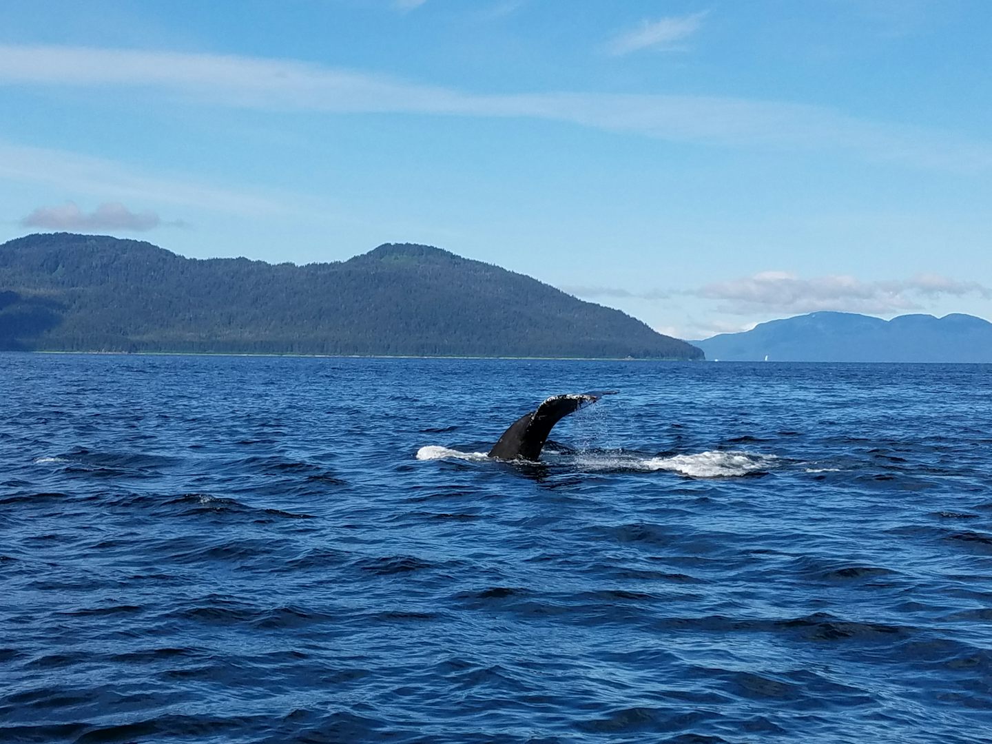 Whale watching with Icy Strait Whale Adventures was great!