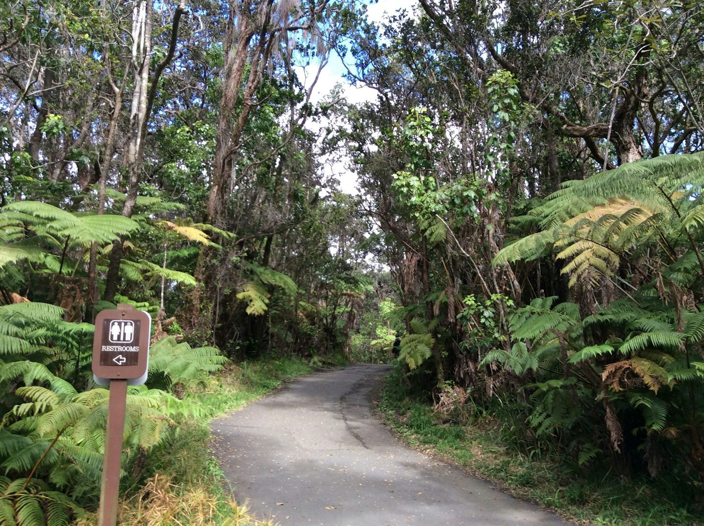 Rain Forest Side of Volcano National Park, Hilo