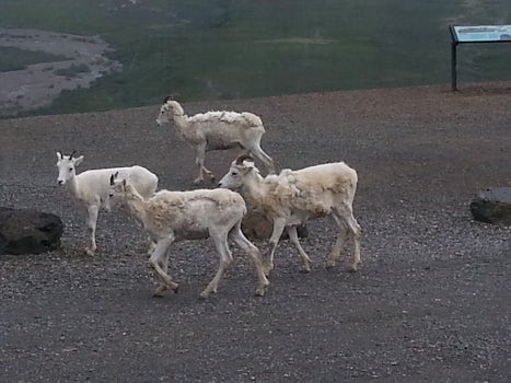 Dahl sheep, Denali, NP.