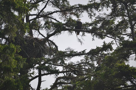 Eagles nest during kayaking - Ketchikan