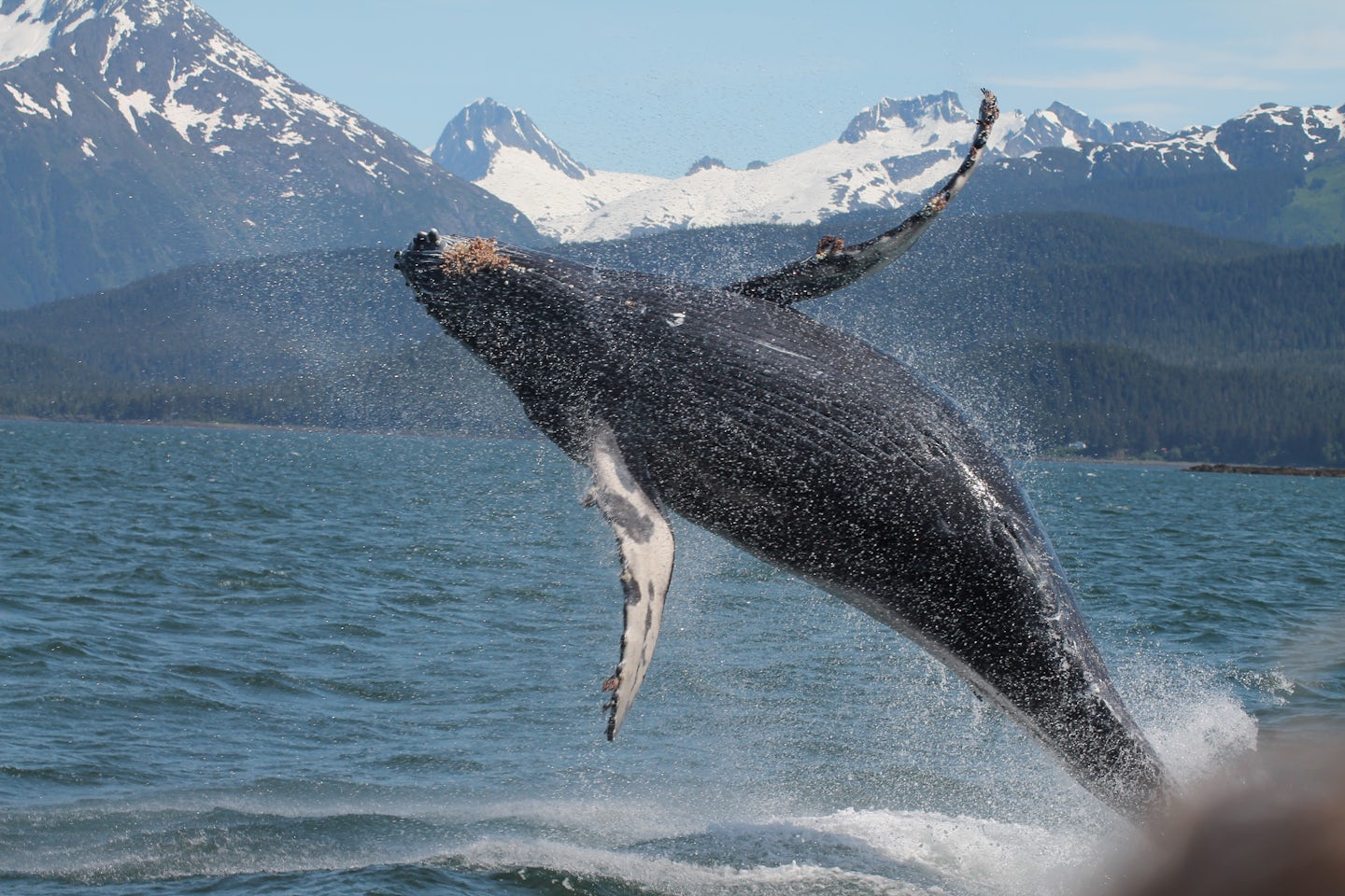 Whale Showing off in Juneau