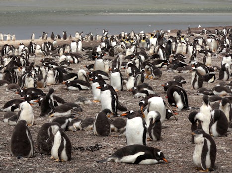 Falkland Islands Excursion. This is at the Bluff Cove Lagoon Penguin Rooker