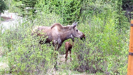 Momma moose and calf - Denali