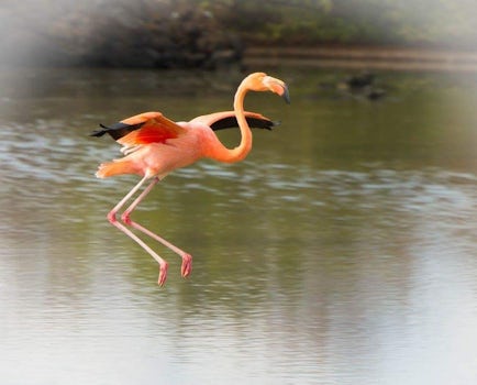 Flying flamingo in Galapagos