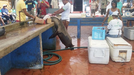 Sea Lion can't helps himself to a local fisherman's catch