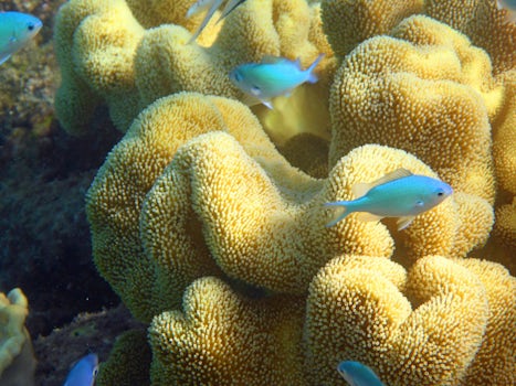 Amazing fish and coral on Thelford Reef