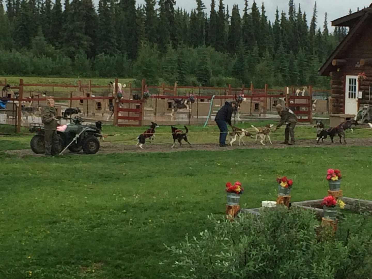 Taken from the Riverboat Discovery Tour.  Shows huskie puppies and how then