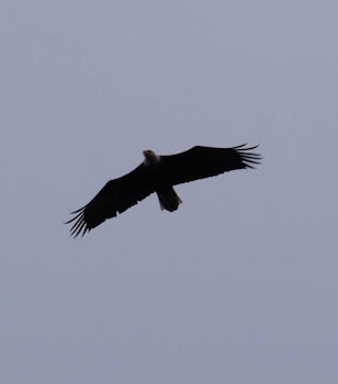 Bald Eagle in Juneau