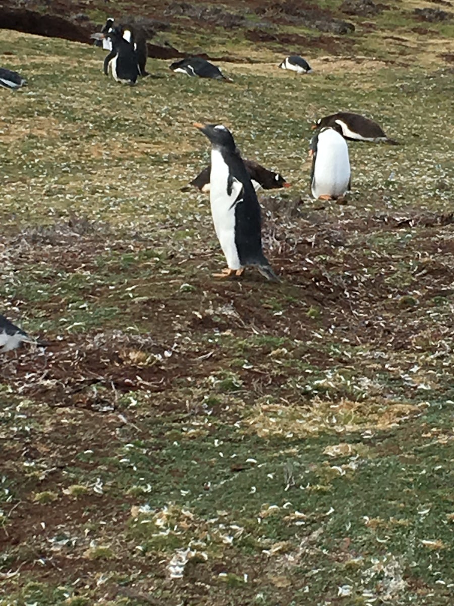 Penguins in Port Stanley, Falkland Islands.