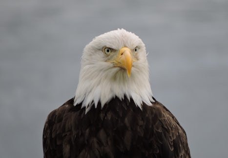Hoonkah eagle